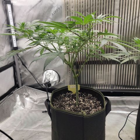 GG4 Sherbet 1 - A growlog timeline photo