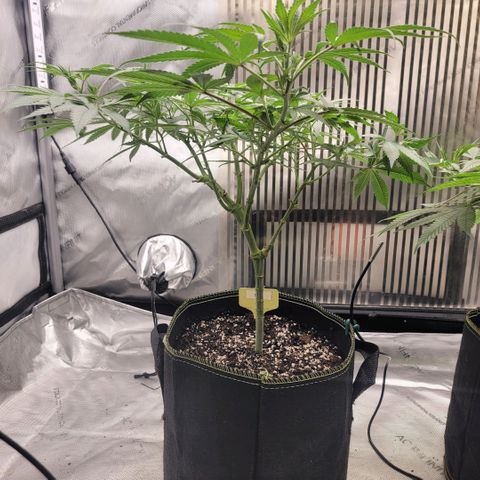 GG4 Sherbet 1 - A growlog timeline photo