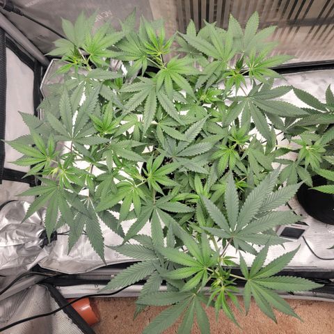 GG4 Sherbet 1 - A growlog timeline photo