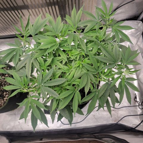 GG4 Sherbet 1 - B growlog timeline photo