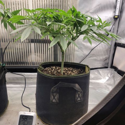 GG4 Sherbet 1 - B growlog timeline photo
