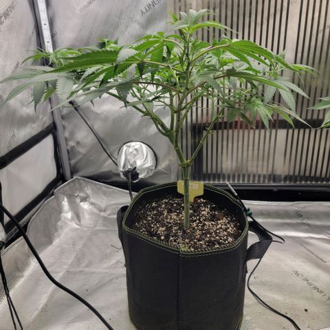 GG4 Sherbet 1 - A growlog timeline photo