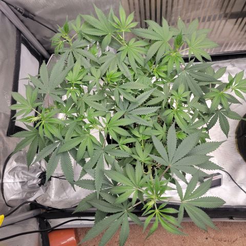 GG4 Sherbet 1 - A growlog timeline photo