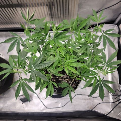 GG4 Sherbet 1 - B growlog timeline photo