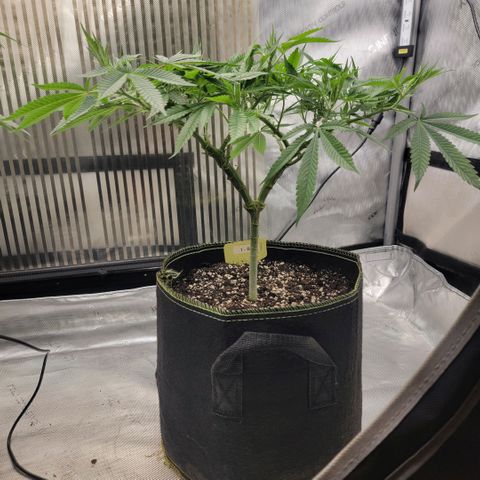 GG4 Sherbet 1 - B growlog timeline photo