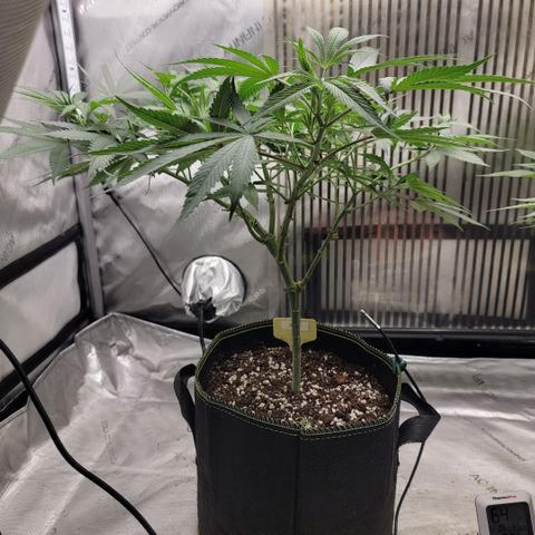 GG4 Sherbet 1 - A growlog timeline photo