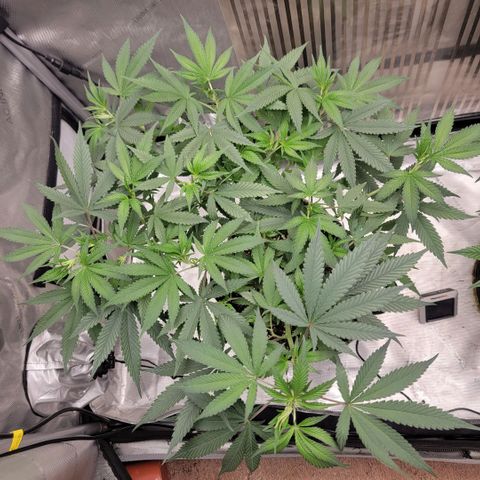 GG4 Sherbet 1 - A growlog timeline photo