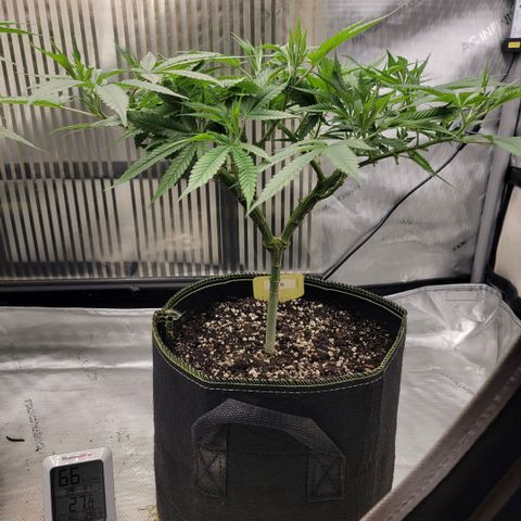 GG4 Sherbet 1 - B growlog timeline photo