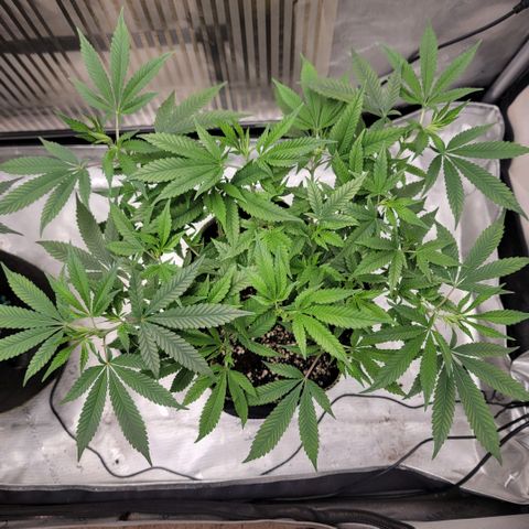 GG4 Sherbet 1 - B growlog timeline photo