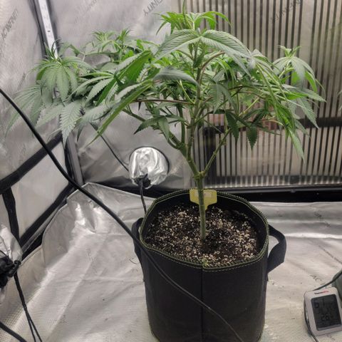 GG4 Sherbet 1 - A growlog timeline photo