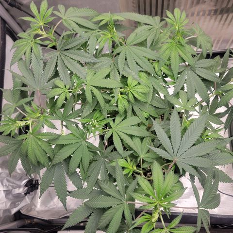 GG4 Sherbet 1 - A growlog timeline photo