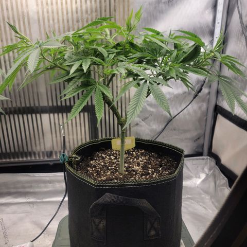 GG4 Sherbet 1 - B growlog timeline photo