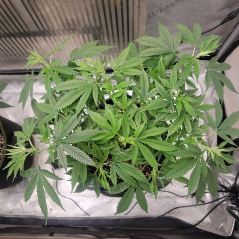 GG4 Sherbet 1 - B growlog timeline photo