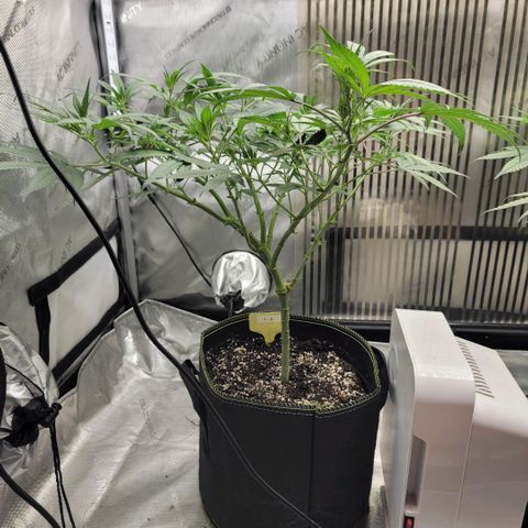 GG4 Sherbet 1 - A growlog timeline photo