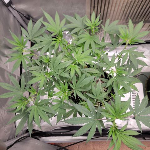 GG4 Sherbet 1 - A growlog timeline photo