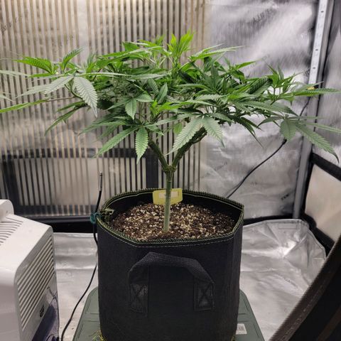 GG4 Sherbet 1 - B growlog timeline photo