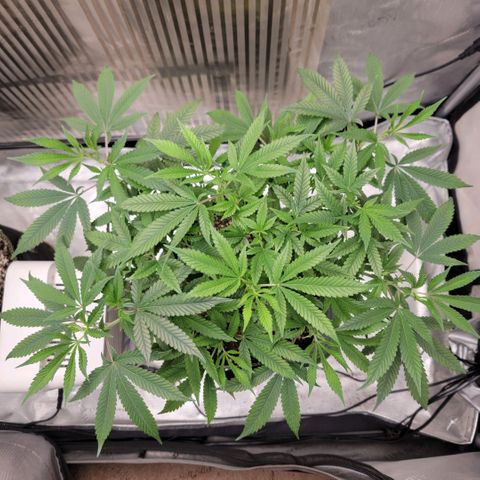 GG4 Sherbet 1 - B growlog timeline photo