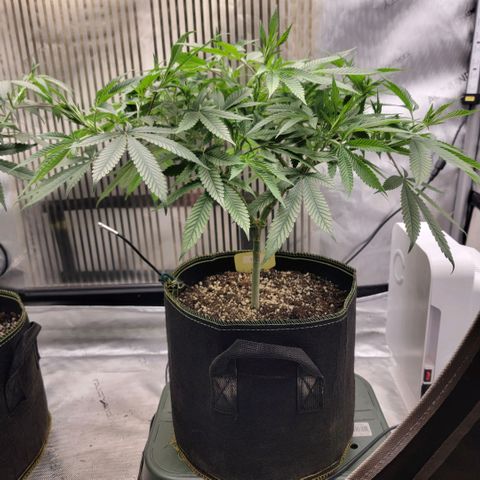 GG4 Sherbet 1 - B growlog timeline photo
