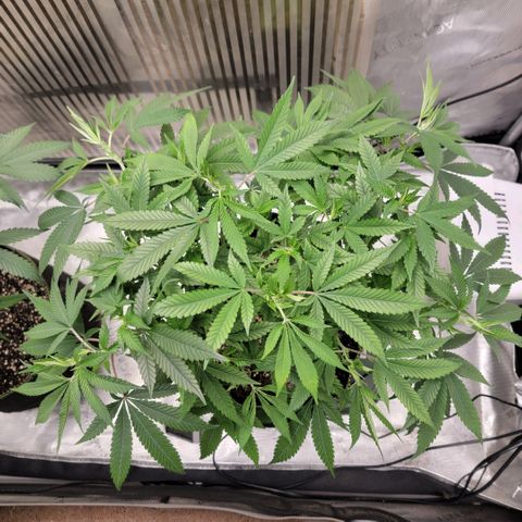 GG4 Sherbet 1 - B growlog timeline photo
