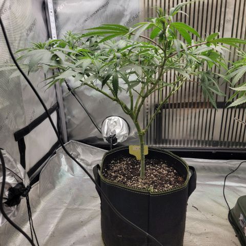 GG4 Sherbet 1 - A growlog timeline photo