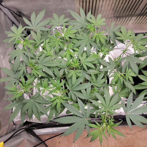 GG4 Sherbet 1 - A growlog timeline photo