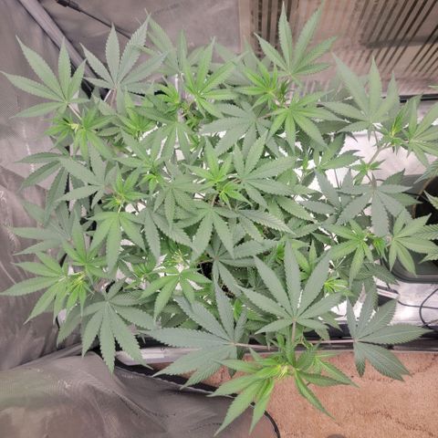 GG4 Sherbet 1 - A growlog timeline photo