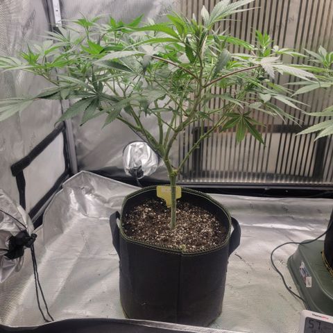 GG4 Sherbet 1 - A growlog timeline photo