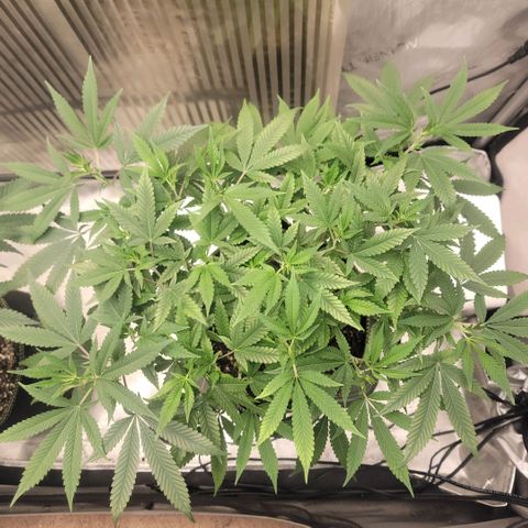GG4 Sherbet 1 - B growlog timeline photo