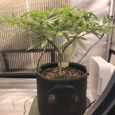 GG4 Sherbet 1 - B growlog timeline photo