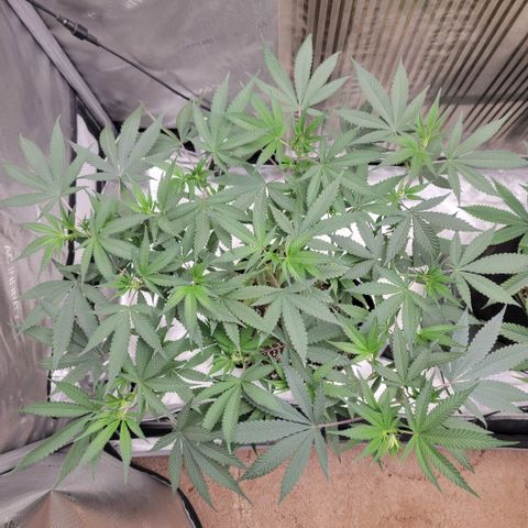 GG4 Sherbet 1 - A growlog timeline photo