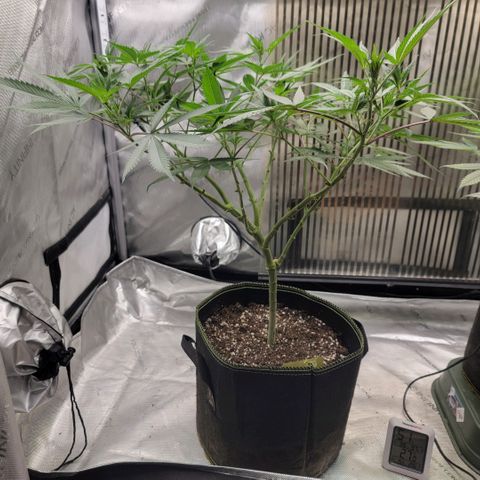 GG4 Sherbet 1 - A growlog timeline photo
