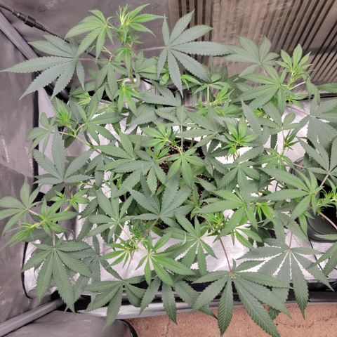 GG4 Sherbet 1 - A growlog timeline photo
