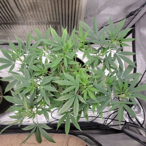 GG4 Sherbet 1 - B growlog timeline photo