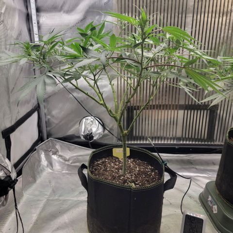 GG4 Sherbet 1 - A growlog timeline photo