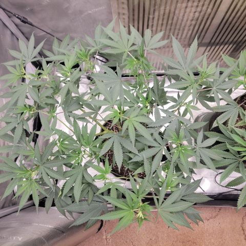 GG4 Sherbet 1 - A growlog timeline photo