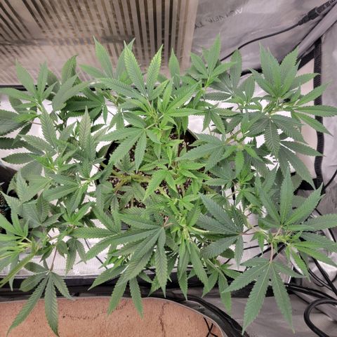 GG4 Sherbet 1 - B growlog timeline photo