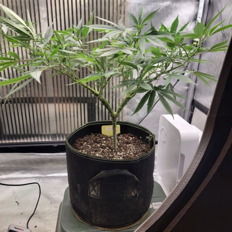 GG4 Sherbet 1 - B growlog timeline photo