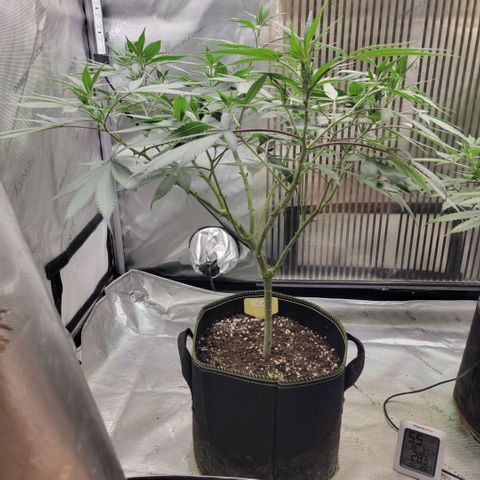 GG4 Sherbet 1 - A growlog timeline photo