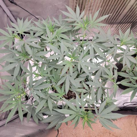 GG4 Sherbet 1 - A growlog timeline photo