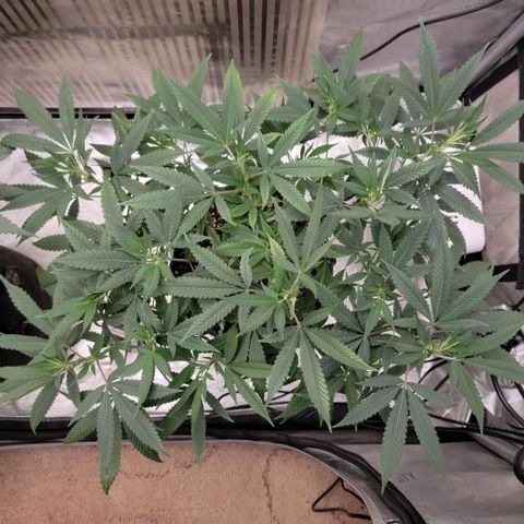 GG4 Sherbet 1 - B growlog timeline photo