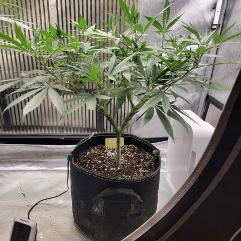 GG4 Sherbet 1 - B growlog timeline photo