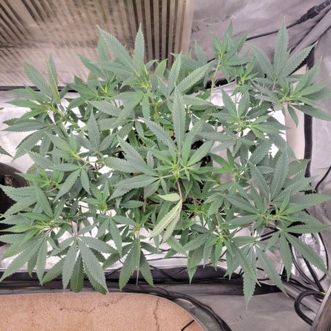 GG4 Sherbet 1 - B growlog timeline photo