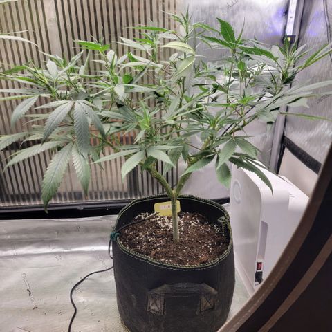 GG4 Sherbet 1 - B growlog timeline photo