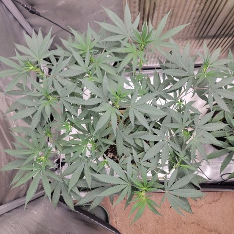GG4 Sherbet 1 - A growlog timeline photo