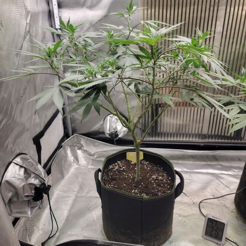 GG4 Sherbet 1 - A growlog timeline photo