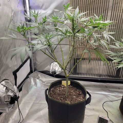 GG4 Sherbet 1 - A growlog timeline photo