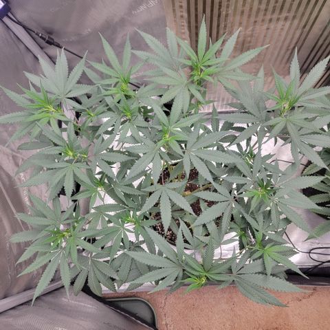 GG4 Sherbet 1 - A growlog timeline photo