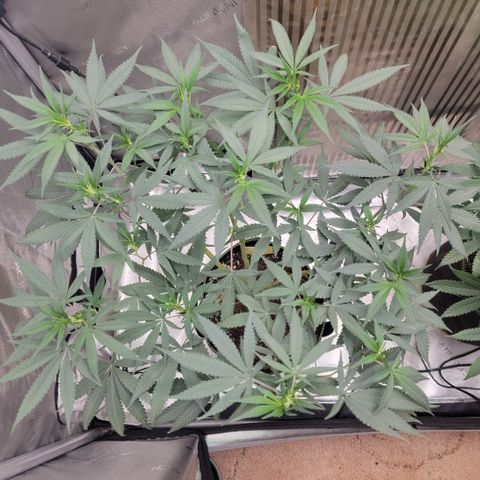 GG4 Sherbet 1 - A growlog timeline photo