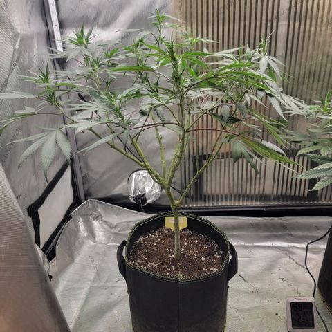 GG4 Sherbet 1 - A growlog timeline photo