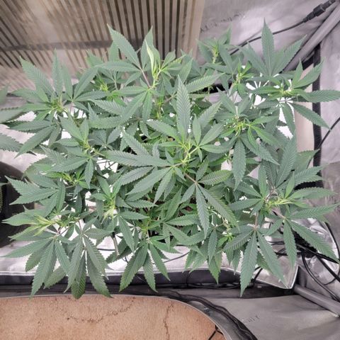 GG4 Sherbet 1 - B growlog timeline photo